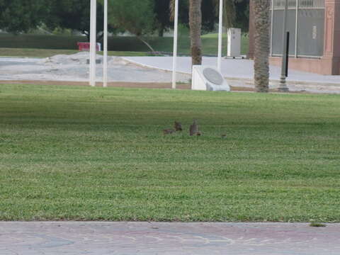 Image of Grey Francolin