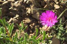 Imagem de Drosanthemum longipes (L. Bol.) Hartmann