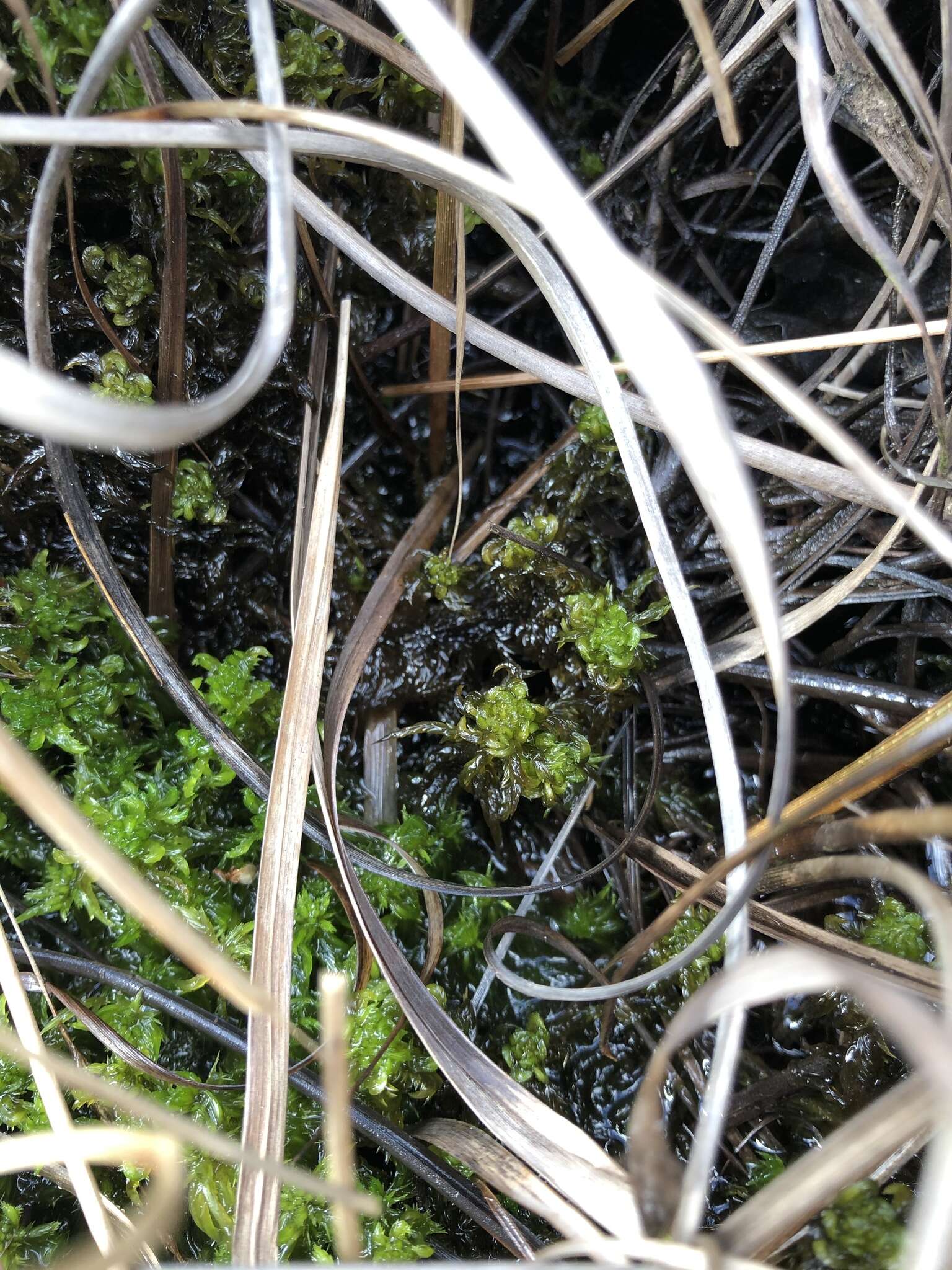 Sphagnum denticulatum Bridel 1826的圖片