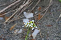 Image of Arabis stelleri DC.