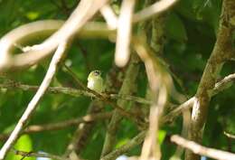 Image of Short-tailed Pygmy Tyrant