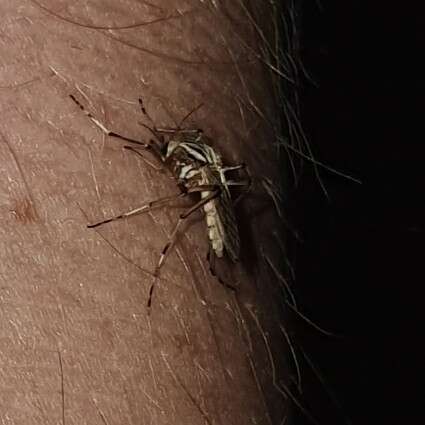Imagem de Aedes vittiger (Skuse 1889)