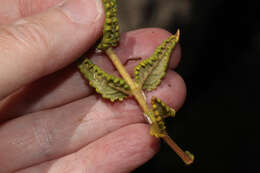 Image of Calceolaria pisacomensis Meyen ex Walp.