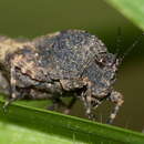 Image of Tettiella odiosa (Walker & F. 1871)