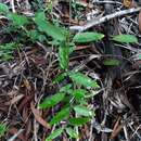 Image of Jasminum simplicifolium subsp. leratii