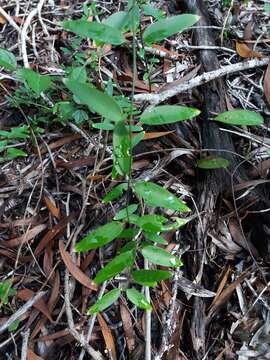 Image of Jasminum simplicifolium subsp. leratii