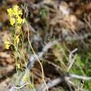 Plancia ëd Sisymbrium linifolium (Nutt.) Nutt.