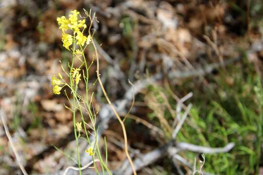 Sisymbrium linifolium (Nutt.) Nutt.的圖片