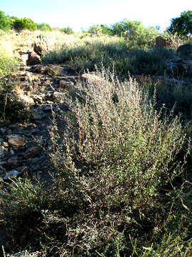 Image of Indigofera sessilifolia DC.