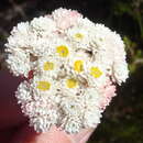 Image of Helichrysum felinum (Thunb.) Less.