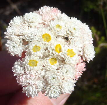 Imagem de Helichrysum felinum (Thunb.) Less.