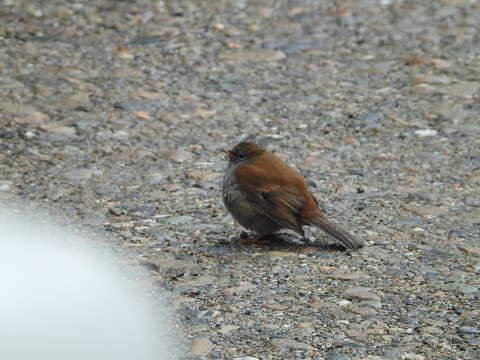 Image of Andean Solitaire