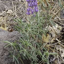 Image of tailcup lupine