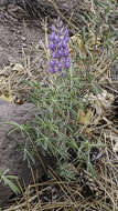 Plancia ëd Lupinus caudatus