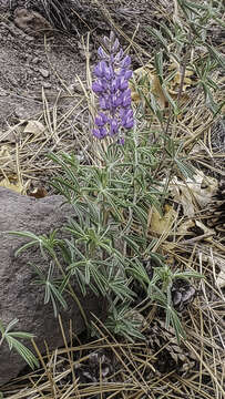 Imagem de Lupinus caudatus