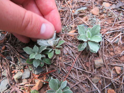 Imagem de Antennaria howellii subsp. neodioica (Greene) R. J. Bayer