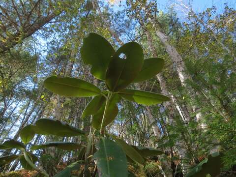 Image of Rhododendron brachycarpum D. Don ex G. Don