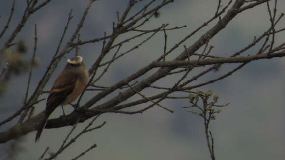 Image of Brown-backed Chat-Tyrant