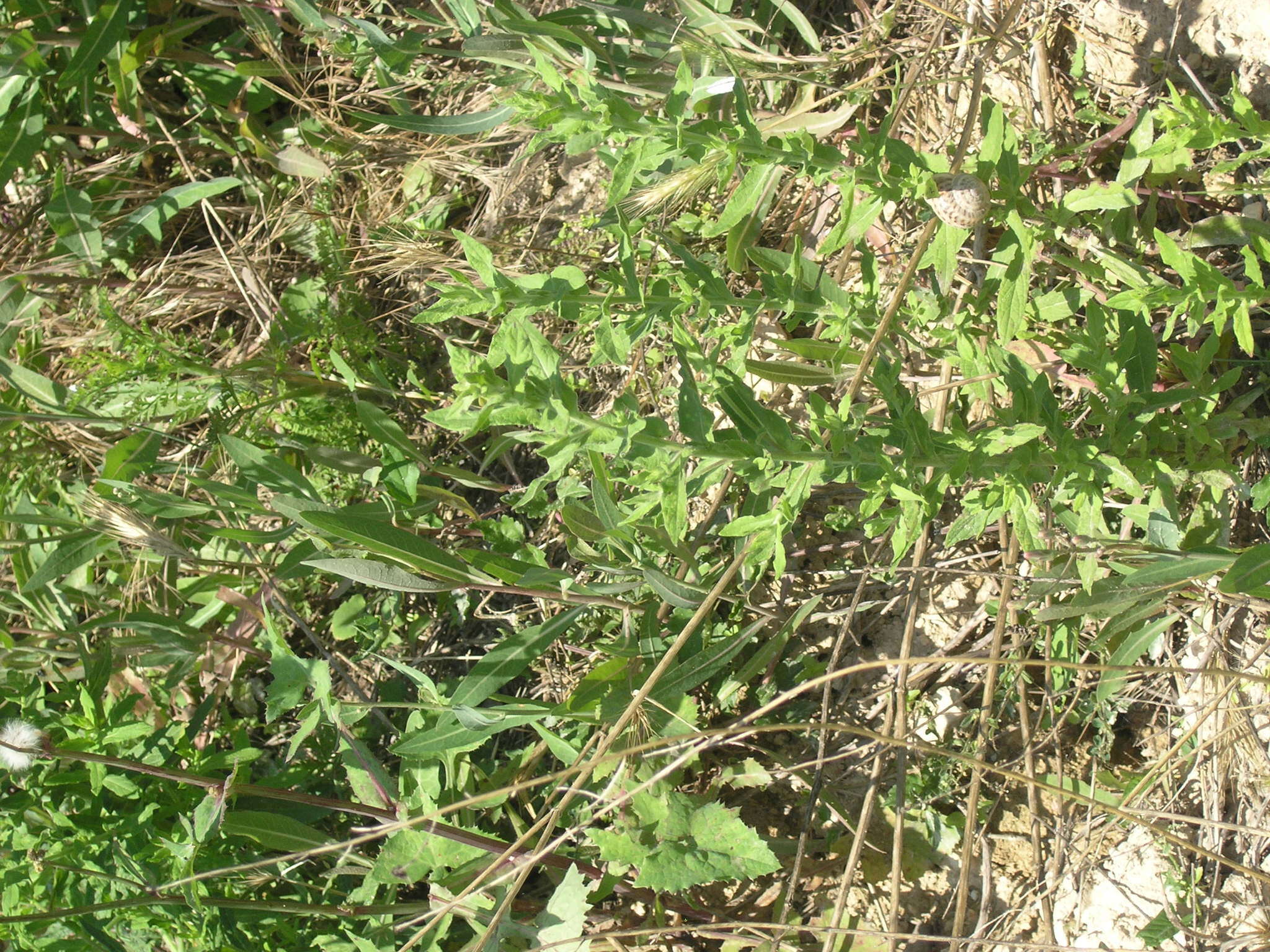 Image of Pulicaria dysenterica subsp. uliginosa (Stev. ex DC.) Nym.