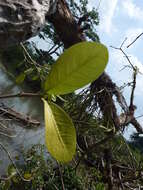 Image of Hydnophytum formicarum Jack