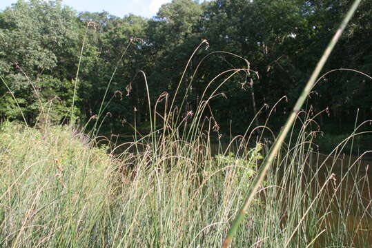 Image of slender bulrush