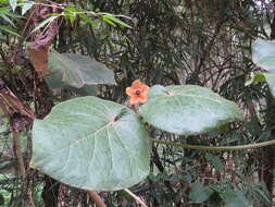 Image of Matelea magnifolia (Pittier) R. E. Woodson