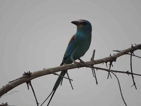 Image of Abyssinian Roller