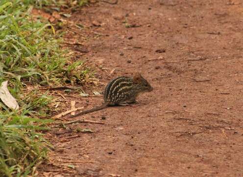 صورة Lemniscomys striatus (Linnaeus 1758)