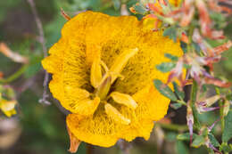 Image of Weed's mariposa lily