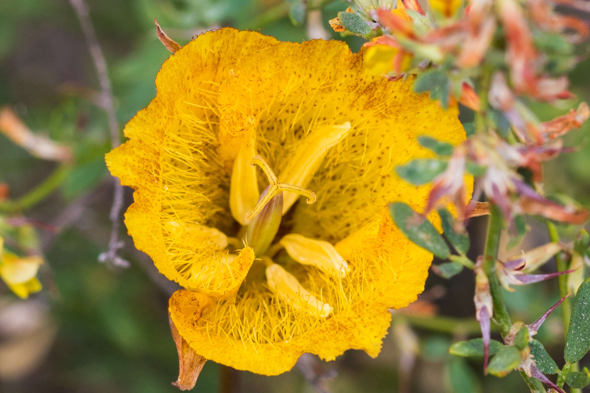 Image of Weed's mariposa lily