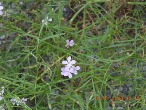 Image de Erucaria hispanica (L.) Druce