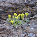 Image of Draba arseniewi (B. Fedtsch.) Gilg ex Tolm.