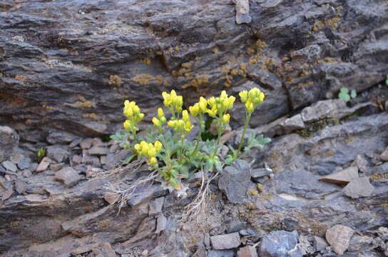 صورة Draba arseniewi (B. Fedtsch.) Gilg ex Tolm.