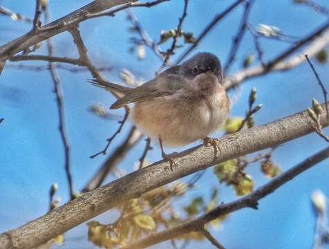 Image of Western Subalpine Warbler