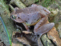 Image of Benito River Night Frog