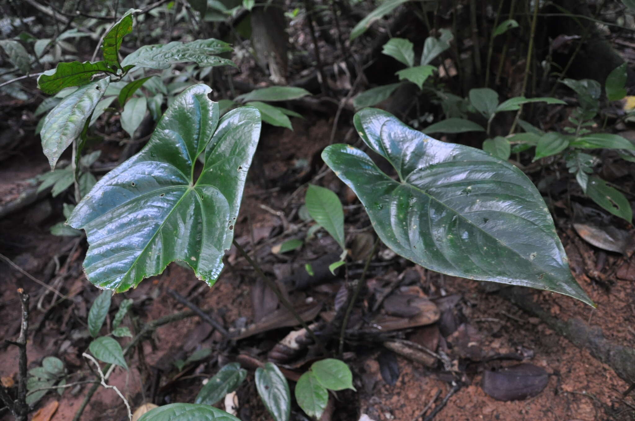 Anthurium ochranthum K. Koch resmi