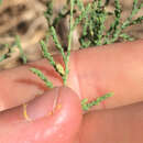 Image of Splendid tamarisk weevil