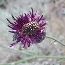 Image of Centaurea scabiosa subsp. adpressa (Ledeb.) Gugler