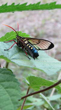 صورة Isanthrene crabroniformis Staudinger 1875