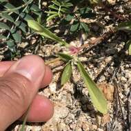 Image of Sonoran globe amaranth