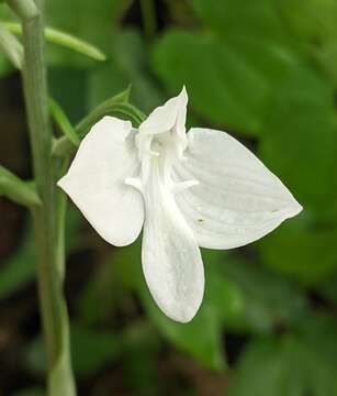 Слика од Habenaria lindleyana Steud.