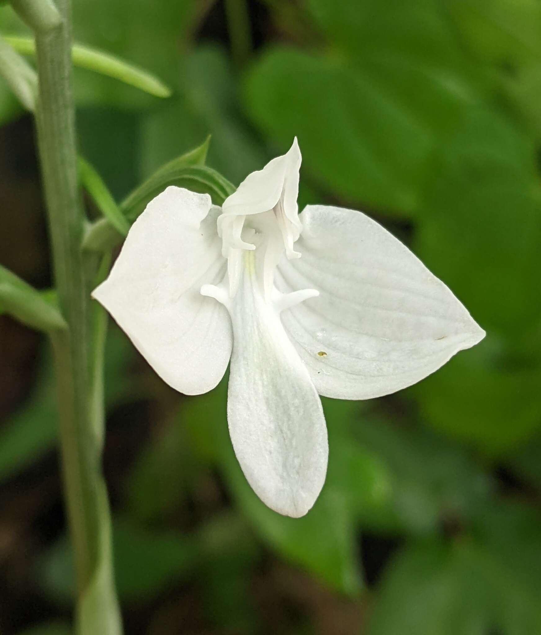 Image de Habenaria lindleyana Steud.