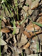 Image of Bunchgrass Lizard