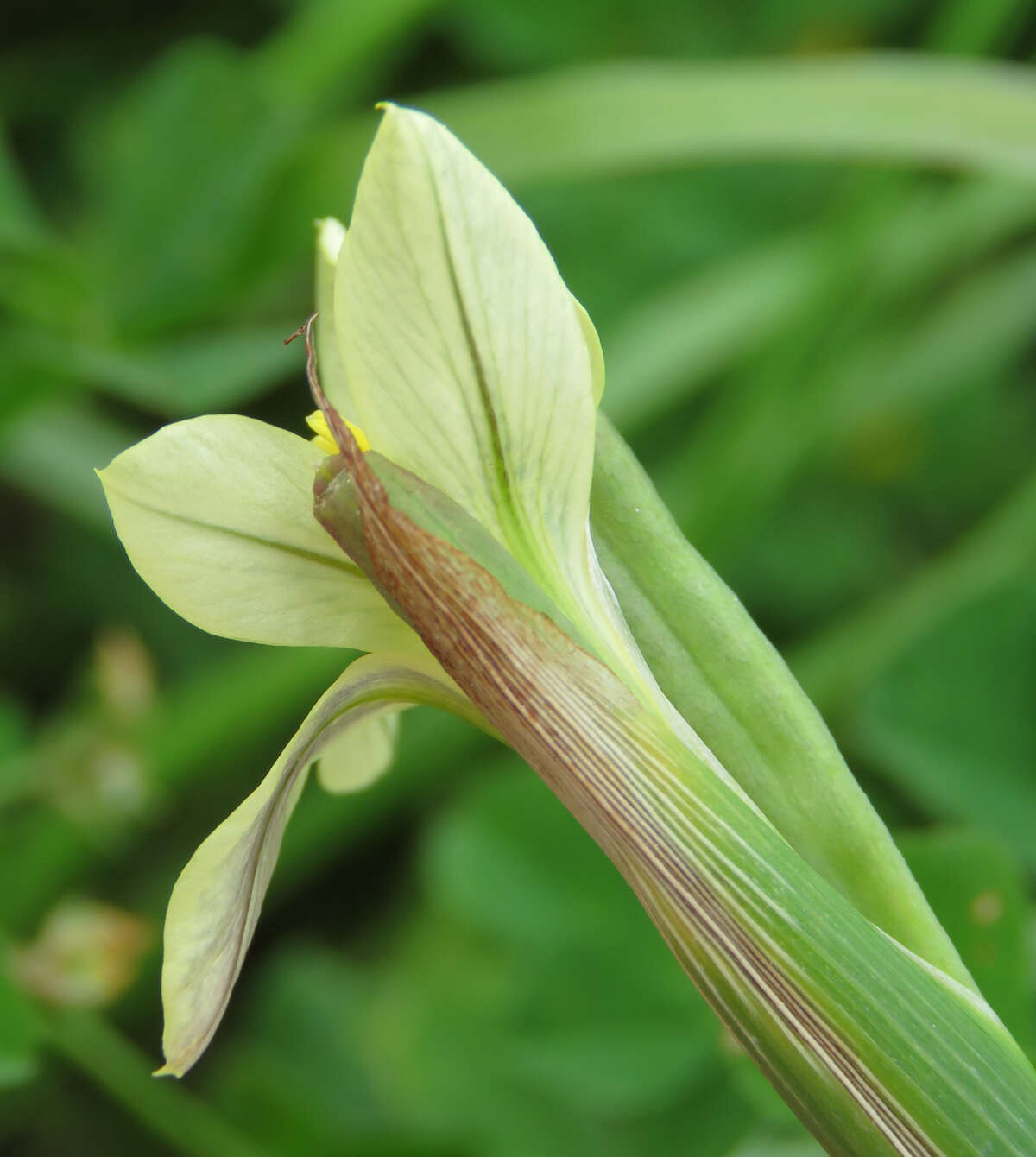 Image of Moraea bulbillifera (G. J. Lewis) Goldblatt