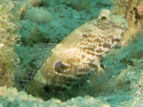 Image of Target shrimp goby