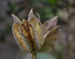 Image of Cyprus tulip