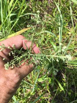 Image of hyssopleaf thoroughwort