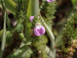 Image of Justicia procumbens var. hirsuta Yamam.