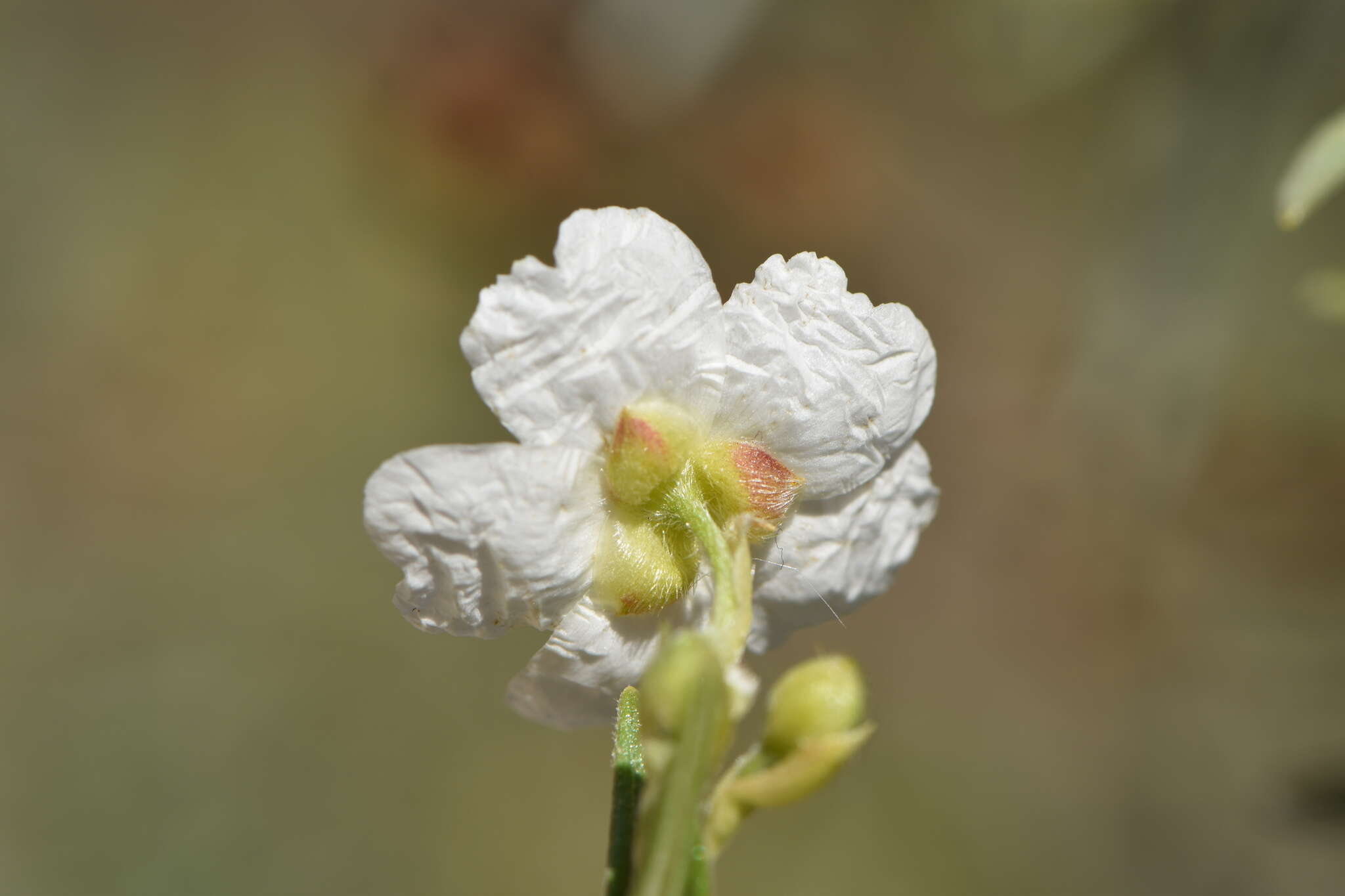 Image of romero macho