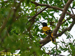 صورة Oriolus xanthornus ceylonensis Bonaparte 1850